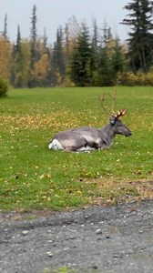 🍁Caribou resting on this fall morning in between breakfast bites. #alaskalife #visitsoldotna #wildlife #alaska #thekenai #travelalaska | Visit Soldotna