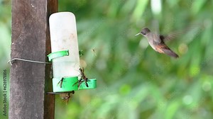 Hummingbird Feast, Brown Violetear, Colibri delphinae, and Violete Sabrewing, Campylopterus hemileucurus, In Slow Motion