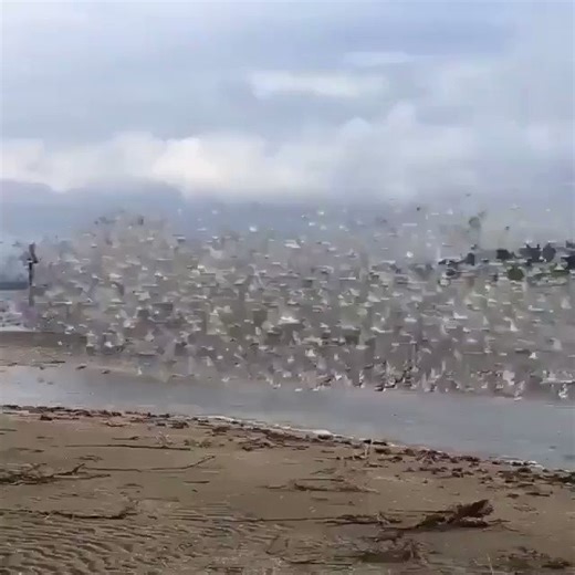The incredible coordination of a mesmerizing bird behavior known as murmuration.