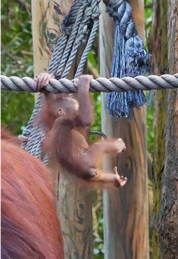 (2)Orangutans Sanmao, Rambutan Credit:嚒嚒🍰 #orangutan #animals #animalshorts #wildlifeonearth #naturelovers