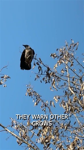 INTERESTING FACTS ABOUT CROWS #animals #facts #funny