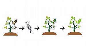 The Tanaka Lab’s research focuses on investigating and improving understanding of plant defense mechanisms. Their recent work has looked at endogenous danger signals to further this knowledge. Their ultimate goal is to leverage the knowledge gained to immunize plants against pathogen infection and pest infestation. https://labs.wsu.edu/tanaka-lab/ | Sci Ani