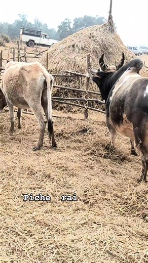 Piche rai chu #knowledge #Amazing #hindu #reelsfypシ #goodnight | U Tur Shakhmat