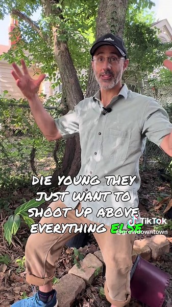 Understanding Live Oak and Water Oak Differences