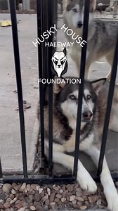 28K views · 754 reactions | 250 huskies waiting for you.. please adopt so H3 can save more lives. #huskyrescue #adoptme #huskynation | Husky Halfway House | Facebook