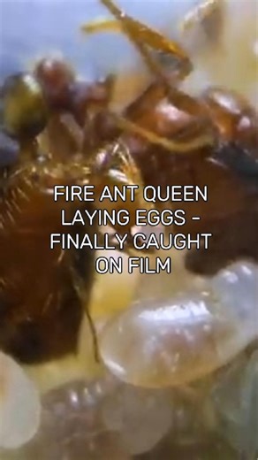 Our Phoenix Empire Fire Ant Queen was caught on camera laying eggs! 🐜👑 #antscanada #PhoenixEmpire #fireants #queenant #antloveforever #natureisamazing | AntsCanada