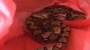 Parrot escapes jaws of death after massive python tries to eat it