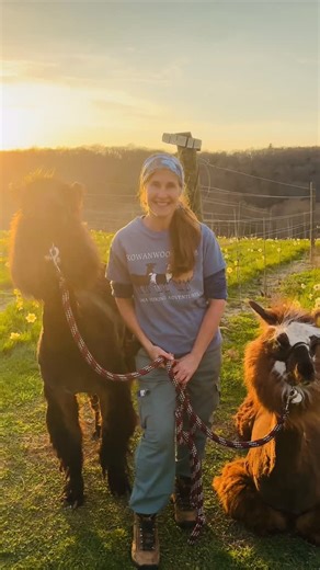 Aquila’s Nest Vineyards on Instagram: "Don’t miss your last chance to sip, stroll, and meet Rowanwood Farm’s rare miniature llamas at the vineyard! 🌿🍇 Learn all about these calm and lovely creatures while enjoying your favorite wine🍷 Thursday, October 2 | 5:30 PM 🌅 October 1: Sunset Zumba in the Vineyard 🧘 Yoga in the Vineyard 🔮 Witchy Wednesdays 🎃 DIY Ceramic Pumpkins Painting 🎨 DIY Hummingbird Canvas Paint & Sip 🎃 Paint your Halloween Pottery Night 🍔 JJ Stacks Food Truck 🦙 October 2