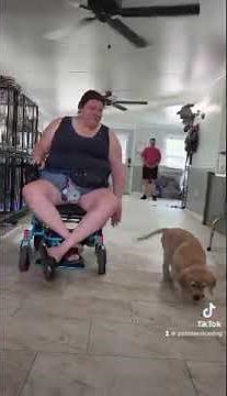 Service dog in training working with a wheelchair for the first time