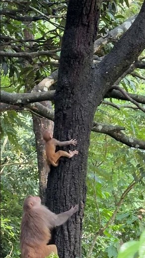 Baby Monkey Gets Stuck in a Tree – Mother Monkey Rushes to the Rescue.#monkeyreelsdiaries #monkey