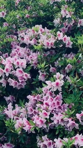 Stunning Pink Azalea Blossoms | Spring Beauty in Japan 🇯🇵 #japan #flowers #blossoms