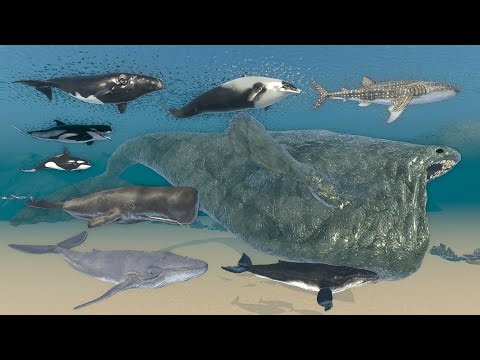 Bloop Vs Fish - How Many Fish Length is Equal To Bloop? | 3D Sea Monster Size Animation Comparison