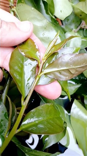 Benefits of ora-pro-nóbis for our health #benefits #health