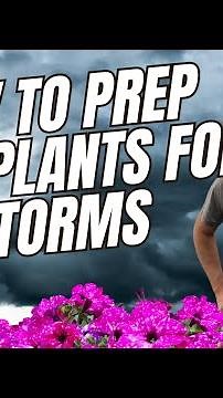How to Prep Your Hanging Baskets for a Storm | Tips to Protect Plants in High Winds