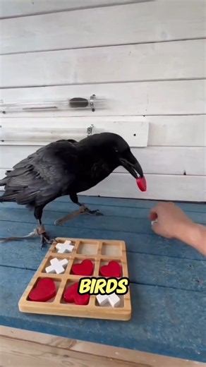 Never Mess With a Crow? 😳 #shorts