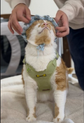 かわいい猫のお散歩動画と手作りハーネス