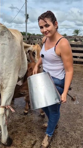 Cow Milking Process on Farm | Daily Dairy Farming Routine #villagelife