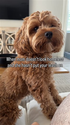 Olive the Cavapoo on Instagram: "I hate when mom puts on regular clothes 🤬#cavapoo #funnydogs #funnydogs #dogslife #dog"
