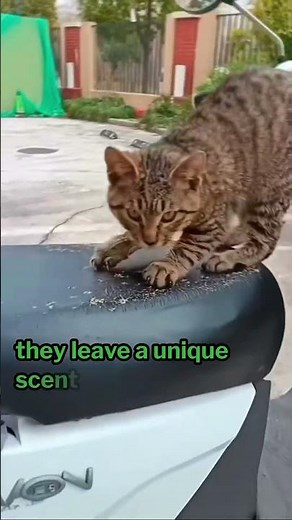 Why do cats scratch? 🐈