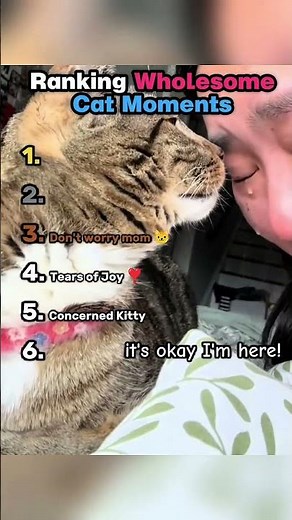 Wholesome Kitties ❣️#kitty #cats #catsoftiktok #wholesome #happy