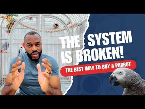 Buying A Parrot Online Is Broken (I Built the Solution)