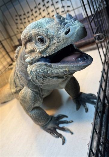 Rhino Iguana Care Tips for Pet Owners