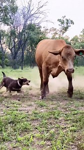 Working dogs and Epic Movie Sound Tracks just go together 🤷‍♀️ #holdtheline #workingdog #workingkelpie #kelpiesoftiktok | Stock Chick Films