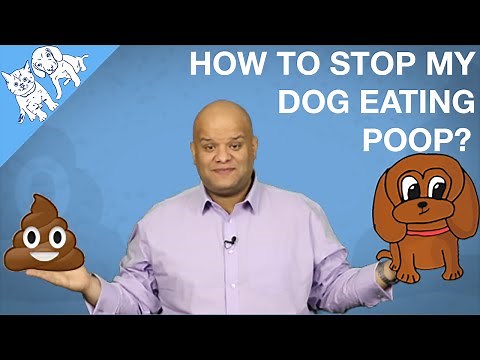 How To Stop My Dog Eating Cats Poop? Or His?