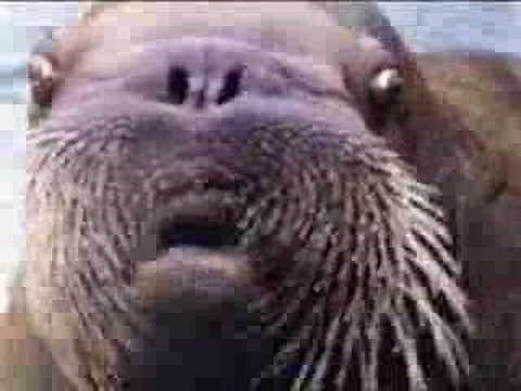 Classic Sesame Street - Take a Bweaff