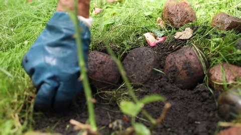 Mens Hands Weed Beautifully Planted Flowers Stock Footage Video (100% Royalty-free) 1091293635 | Shutterstock