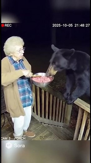 Grandma feeding a wild bear again. 🧓🐻 #shorts