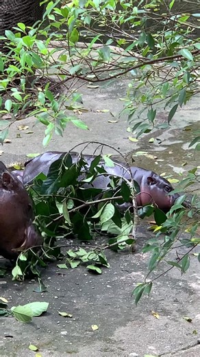 พบกับคุณหมูเด้งที่สวนสัตว์เปิดเขาเขียว