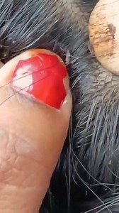 Suara suara candu | Susilawati Sumah