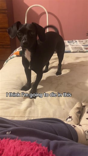 Scary Puppy Moments in the House