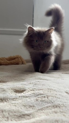 Meet Lilly: The Cinnamon Bliss Ragdoll Cat