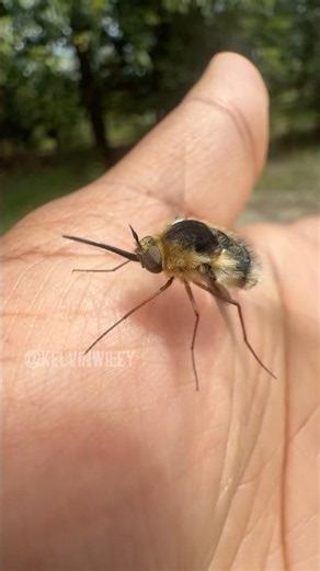 The Loudest Fly You've Ever Heard! 😭