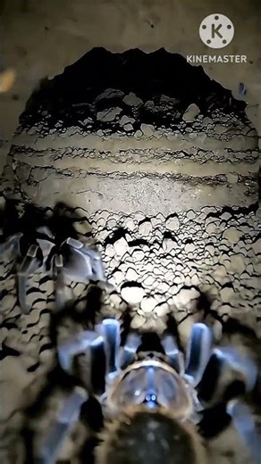 😱 inside a burrowing tarantula colony #usa #viral #facebook #instagram #india #bihar #indonesia