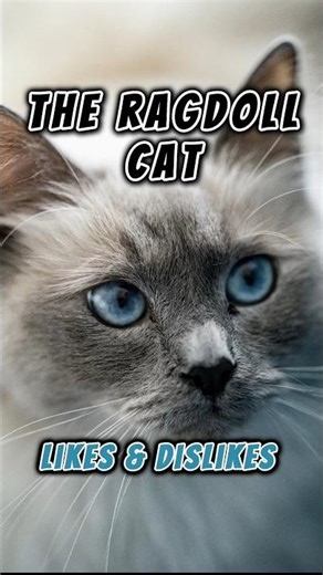 Ragdoll Cat: Likes & Dislikes | Cat Week #4 (Part 3)