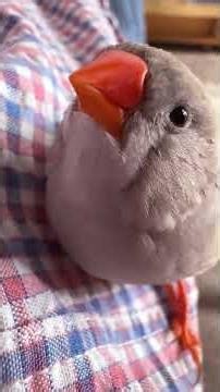 2026.5.27キンカチョウが突く ショートオムニバス２編 Two Short Stories of a Zebra Finch Pecking＃Shorts