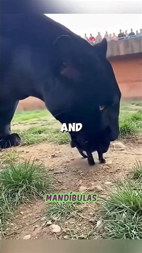 🔥👑 El Rey de la Oscuridad Adoptó a un Gatito… ¡Nadie Esperaba Esto! 🐆🐱 #shortsfeed #wildliferescue