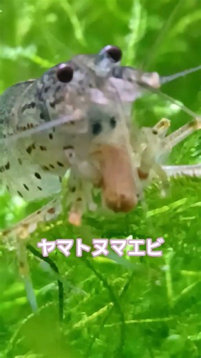ヤマトヌマエビ、エサ食べてるよね！？めちゃめちゃ早いね！！(゜ロ゜ノ)ノ #aquarium