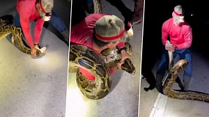 Viral Video: 19 అడుగుల కొండ చిలువతో యువకుడి ఫైట్, నోరు తెరిచి అమాంతం మింగబోయిన ఫైథాన్, వీడియో ఇదిగో.. | 👍 LatestLY తెలుగు