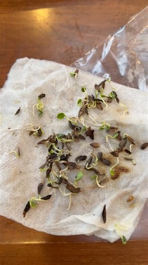 🌱Germination test🌱 You can check the germination percentage of your seeds if they are a few years old to see if it's worth planting them or not. My dad used to have me do these for him ALL OF THE TIME when I was a kid. "Count out 100 seeds, germinate them, and see what percentage is good." Checking on my zinnia seeds that are a few years old proves I can use them again this year, as the germination was about 85%. | Floral Fields LLC