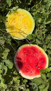 4.2K views · 19 reactions |  Ever tried yellow watermelon? It’s just...