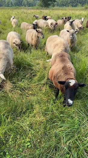 Moving Day for the sheep. At Circle M, we practice managed grazing, moving the sheep through a variety of paddocks at varying intervals depending on how the forage is growing. This sedge meadow pasture is on a floodplain and here the sheep coexist with birds, snakes, frogs, and a variety of bugs and butterflies so we want the habitat for them to stay in place and not get eaten down. The sheep prefer the invasive reed canary grass, so moving them through here fairly often through the season is an