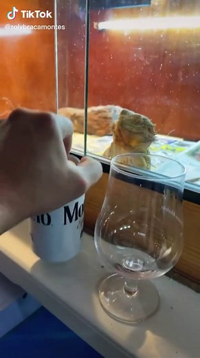 #reptiles #animales #humor #dragonbarbudo #parati #fyp