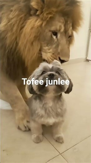 toffee junhee
