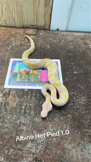 Candino Het Pied #ballpython #reptiles #animals