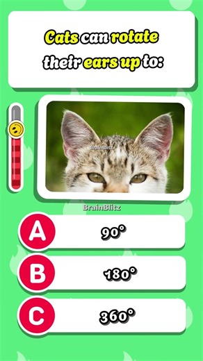 Can You Pass This Cat Quiz? 🐱 Only True Cat Lovers Will! 😳 #quiz #cats #shorts