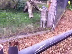 Leopard Caught a Squirrel For a Dinner